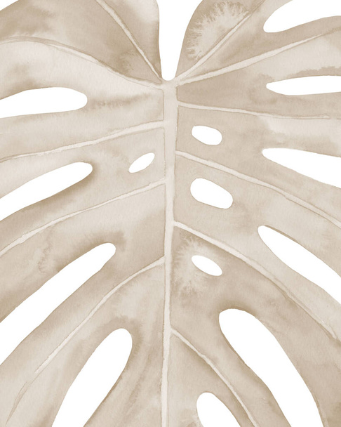 Ξηρά φύλλα τεράτων. Χλωμό τροπικό φύλλο. Εικόνα υδατογραφίας που απομονώνεται σε λευκό φόντο. - Φωτογραφία, εικόνα