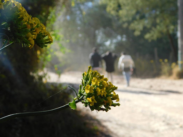 Flor színe amarillo que adorna mi camino - Fotó, kép