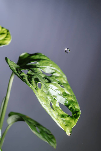 Drops drip on the leaves of domestic plants. - Photo, Image