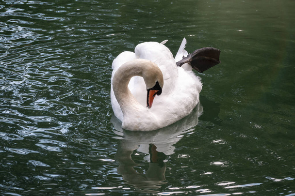 A graceful white swan swimming on a lake with dark green water. The white swan is reflected in the water. The mute swan, Cygnus olor - Фото, зображення