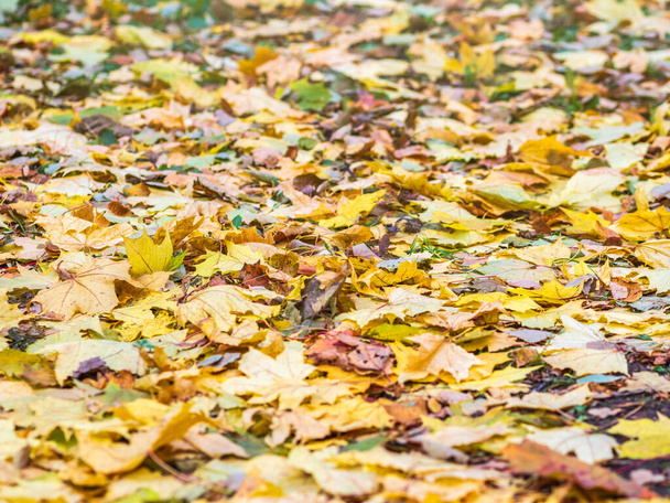 Fallen yellow and orange autumn maple leaves on green grass on the ground. Autumn horizontal background with dried leaves in the sunlight. - Foto, imagen