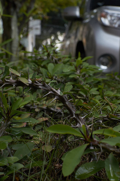 Stachelbüsche natürliche grüne Nadeln verwischen den Hintergrund Detail in Spitzen - Foto, Bild