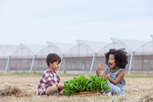 Multi-ethnic children in casual clothing raise hand gives ok after using laptop to selling freshness vegetable harvest from green house.Afro curly hair children,mixed race children.Success together. - Foto, Imagem