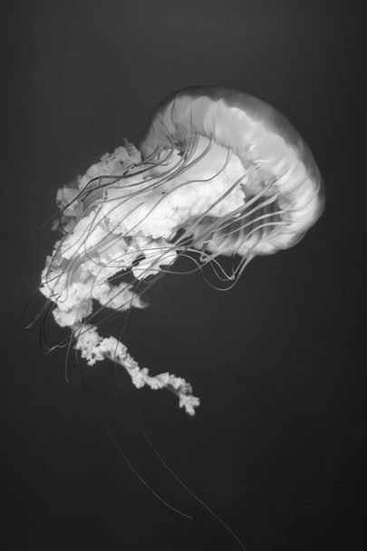 medúza fekete-fehérben - Fotó, kép