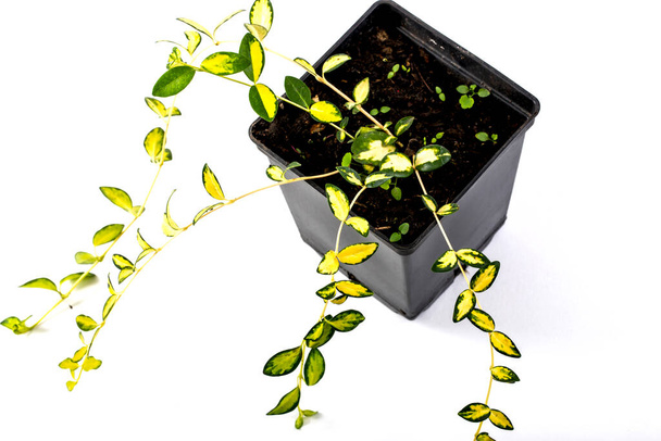 Periwinkle - beyaz arkaplanda saksıda ebediyen yeşil süs bitkisi - Fotoğraf, Görsel