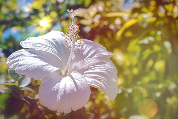 Kiinalainen hibiscus puhtaan valkoinen kukka kukinta - Valokuva, kuva