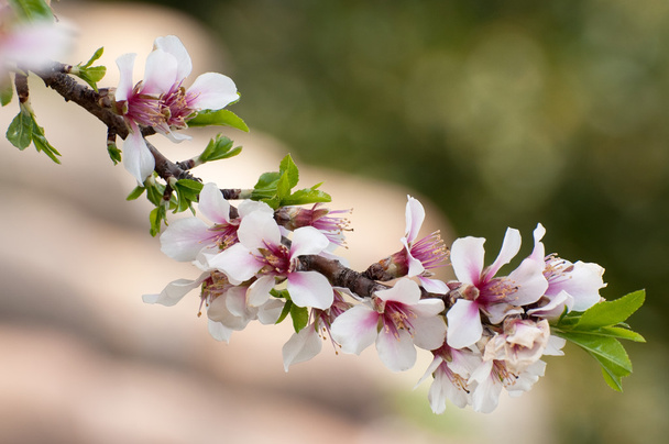 amandier de fleurs de provence au printemps - Foto, Bild
