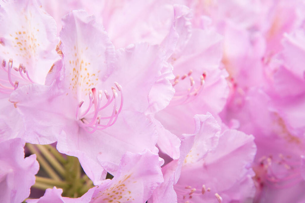 Pink floral background. A delicate pastel shade. Flower petals close-up - Fotó, kép