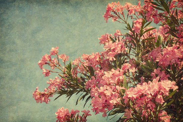 夾竹桃のピンクの花 - 写真・画像