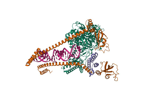 SARS-CoV-2ポリメラーゼ、非培養タンパク質の複製構造8(茶色) 、 7(紫) 、 12(緑)を示す、 PDB 6yytに基づく3D漫画モデル、白背景 - 写真・画像