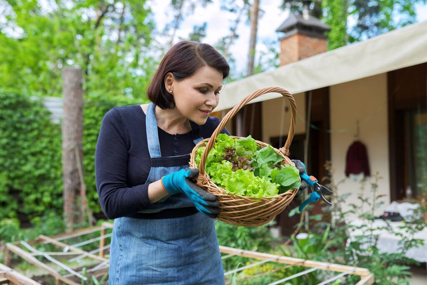 Smiling woman holding basket with freshly harvested lettuce leaves and arugula - Фото, изображение