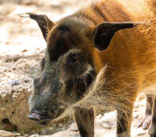 Красная речная свинья, Potamochoerus porcus, также известная как кустарниковая свинья. У этой свиньи острое обоняние, чтобы найти еду под землей.. - Фото, изображение