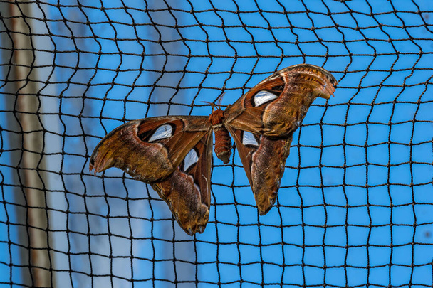 Атлас моль, Аттакус атлас, это крупнейшие мотыльки в мире с размахом крыльев от 10-12 дюймов, родной для Юго-Восточной Азии - Фото, изображение