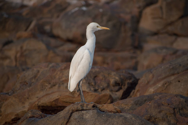 weißer Kranichvogel steht auf Felsen an der Küste und sucht nach seiner Beute - Foto, Bild