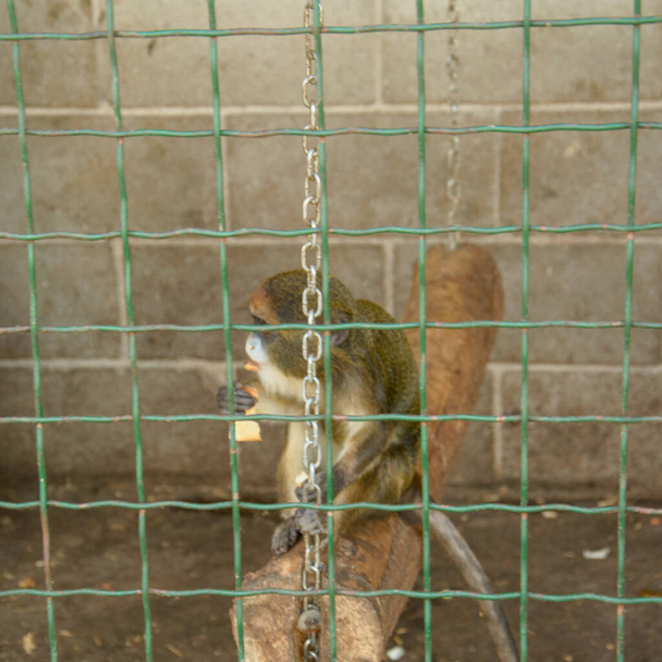 Hermoso mono salvaje sentado en una jaula pequeña - Foto, Imagen