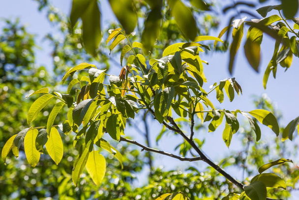 Ořechový strom větve se zelenými listy na obloze pozadí za slunečného počasí - Fotografie, Obrázek