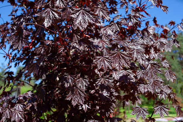 Zblízka na listy Smaragdové královny Maple - Acer platanoides var Royal Red - Fotografie, Obrázek