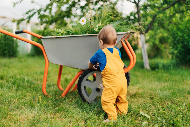 Ребенок в жёлтых штанах толкает тачку со свежескошенной травой в саду. - Фото, изображение