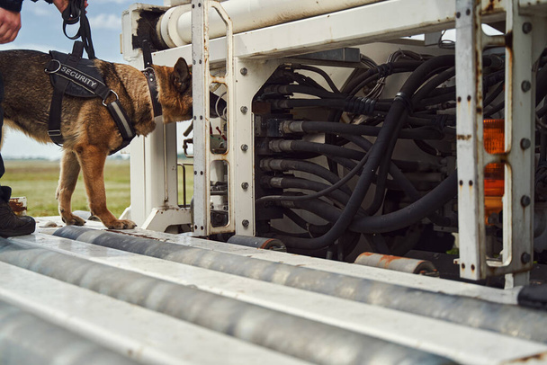 Oficial de segurança e cão de polícia inspecionando avião no aeródromo - Foto, Imagem