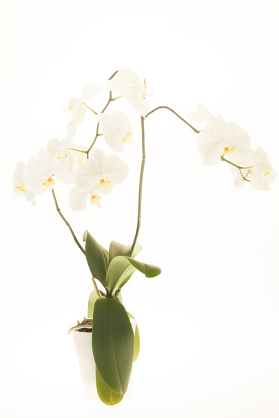 storczyk white  - Zdjęcie, obraz