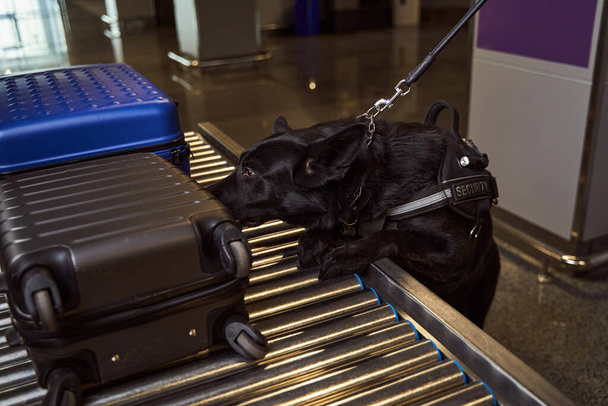Собака-детектор, осматривающая багаж в аэропорту - Фото, изображение