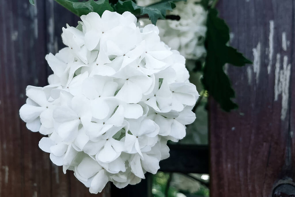 λευκό λουλούδι καμπυλωτό στο φράχτη - Φωτογραφία, εικόνα