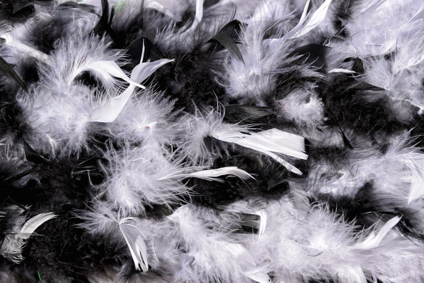 Feather boa - Foto, afbeelding