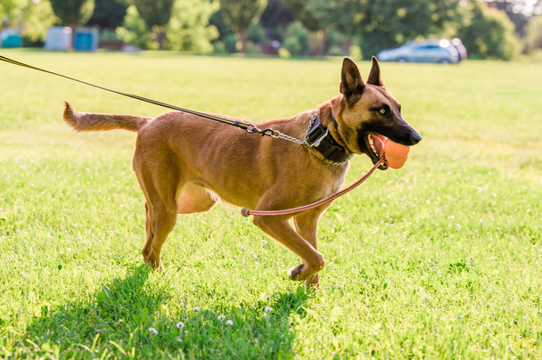 Πορτρέτο του ένα όμορφο σκυλί Malinois βελγικού Ποιμενικού, ενώ παίζει στο πάρκο σε μια ηλιόλουστη μέρα. - Φωτογραφία, εικόνα