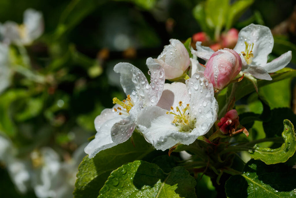 Άνθος μήλου με σταγόνες βροχής στον κήπο την άνοιξη - Φωτογραφία, εικόνα