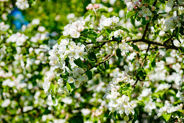 Η μηλιά ανθίζει στον κήπο την άνοιξη - Φωτογραφία, εικόνα