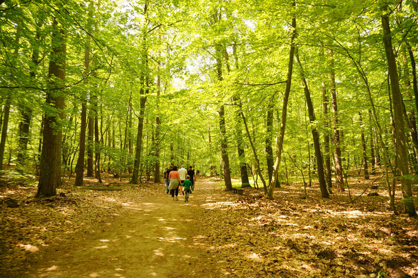 MIEDZYZDROJE, POLAND - Jun 24, 2021: Small group of people walking on a footpath between high trees in a forest. - Foto, imagen