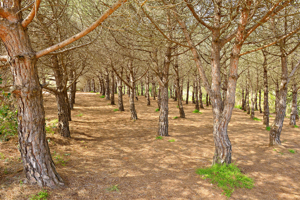 Типовий Середземноморський сухого лісу - Фото, зображення