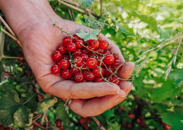Woman's hand picking fresh red currant berries in garden at home. - Fotoğraf, Görsel