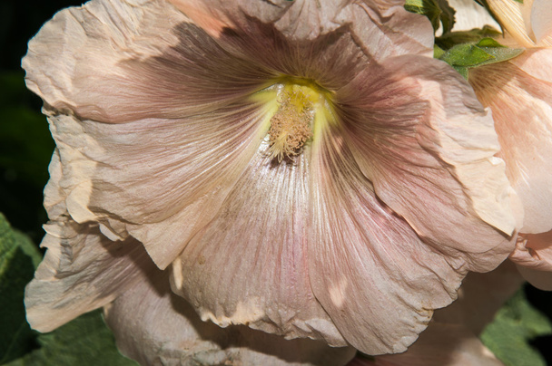 Mauve fleur de couleur crème
 - Photo, image