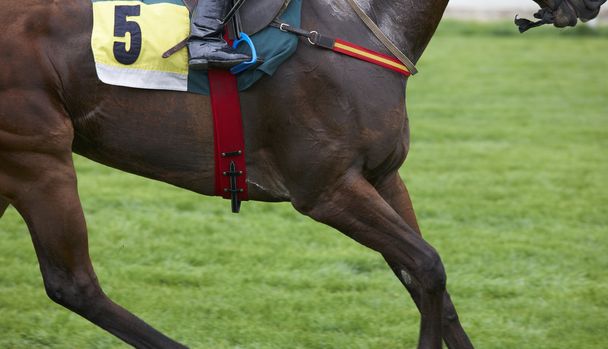 Race hevonen numero viisi käynnissä radalla
 - Valokuva, kuva
