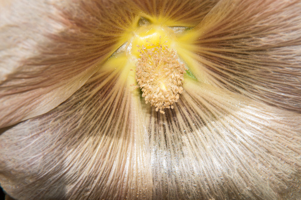 Malva flor de color crema
 - Foto, imagen