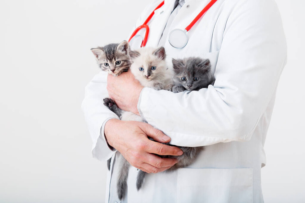 Cat kitten in Vet doctor hands. Veterinarian Doctor with stethoscope holding 3 three kittens of different breeds in Veterinary clinic. Vet medicine for pets and cats. Copy Space. - Foto, afbeelding