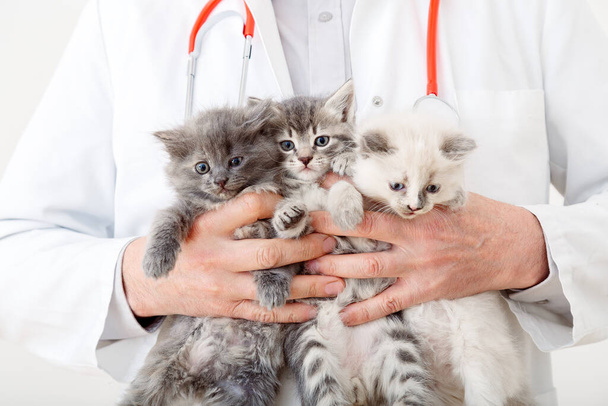 3 Kittens in doctor hands in veterinary clinic. Little fluffy group of cats at vet appointment. Man vet doctor holding many kittens cats for check health, animal pets check up. - Φωτογραφία, εικόνα