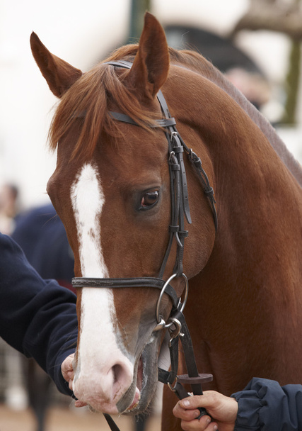 race horse hoofd klaar om uit te voeren - Foto, afbeelding