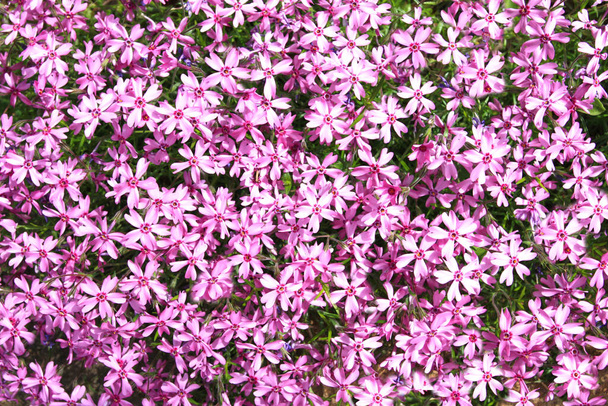Phlox subulata virágok a tavaszi kertben. Virágos háttér. - Fotó, kép