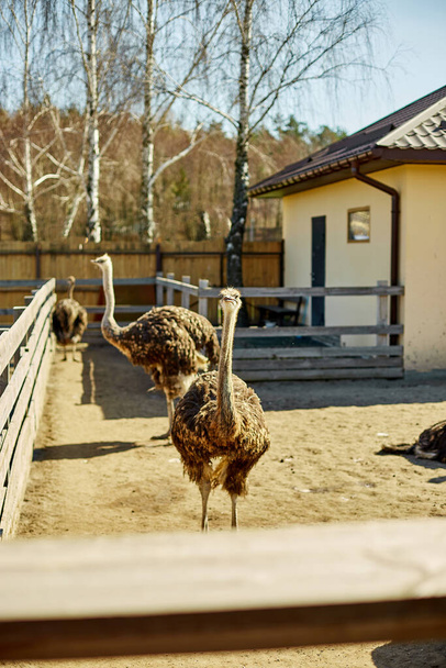 Большие страусы на фермерском поле за деревянным забором, Домашние животные на открытом воздухе, Концепция экологического земледелия. - Фото, изображение