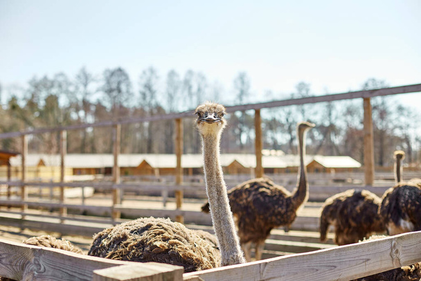 Big ostriches at farm field behind a wooden fence, Domestic animals outdoors, Ecological farming concept. - Photo, Image