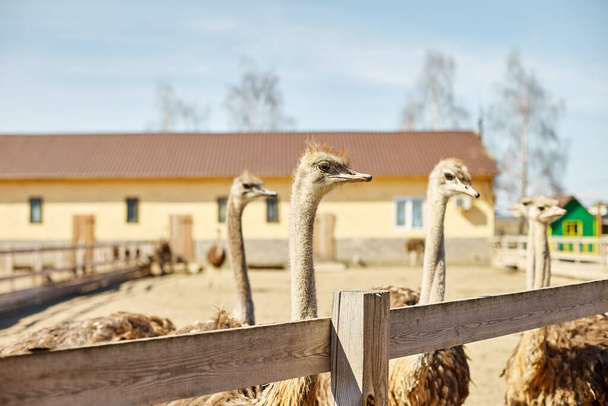 Big ostriches at farm field behind a wooden fence, Domestic animals outdoors, Ecological farming concept. - Фото, изображение