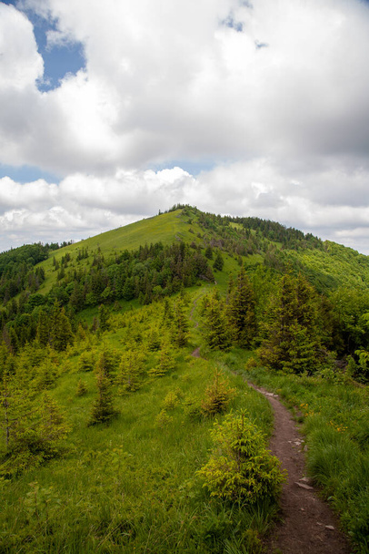Panorama of Carpathian mountains in summer sunny day - Photo, Image