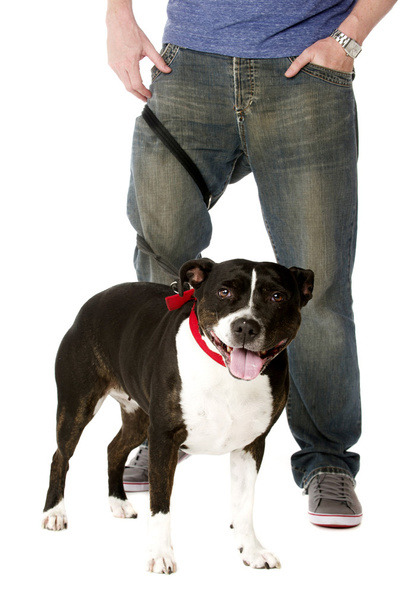 Staffordshire Bull Terrier on lead - Photo, Image