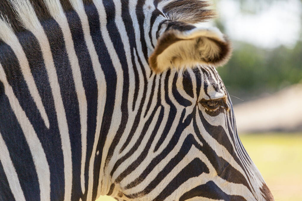 close up of a zebra - Foto, Imagem