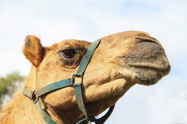 camel in the desert - Фото, изображение