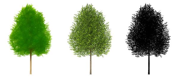Zestaw lub kolekcja Black Poplar drzew, malowane, naturalne i jako czarna sylwetka na białym tle. Koncepcja lub konceptualny 3d ilustracja dla przyrody, ekologia i ochrona, siła, wytrzymałość, piękno - Zdjęcie, obraz