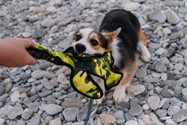 Welsh Corgi Pembroke tricolor is having fun playing with its owner in string toy on pebble beach in morning at dawn top view. Smallest Shepherd in the world. Contact and play of person with puppy. - Photo, Image
