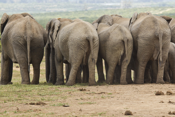 elefántok mögött - Fotó, kép